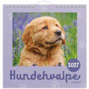 V&aelig;gkalender, Mayland Photo, HundeHVALPE 160x164mm &aring;r: 2027, Flerfarvet,, FSC Mix Credit