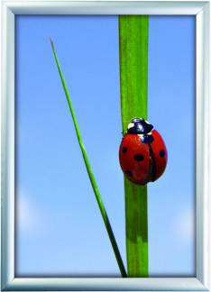 Snapramme A4 21x29,7cm m/25mm aluramme til v&aelig;g