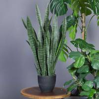 Svigermors tunge, kunstig plante