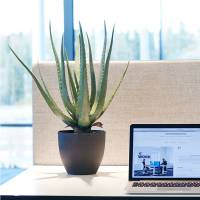 Kunstig plante Aloe Vera inkl. sort krukke