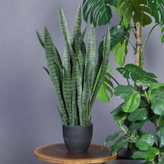 Svigermors tunge, kunstig plante